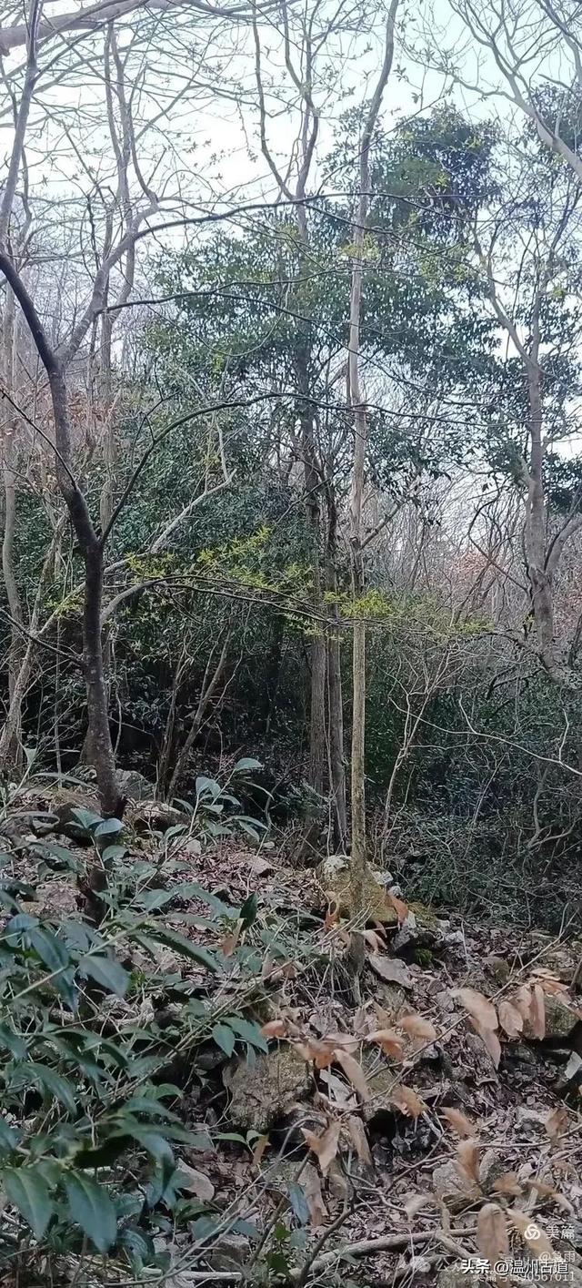 探秘楠溪江源头之三——初探这片鲜为人知的原始森林