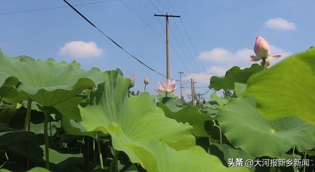 “荷”你有约 卫辉南河柳园成打卡新地标