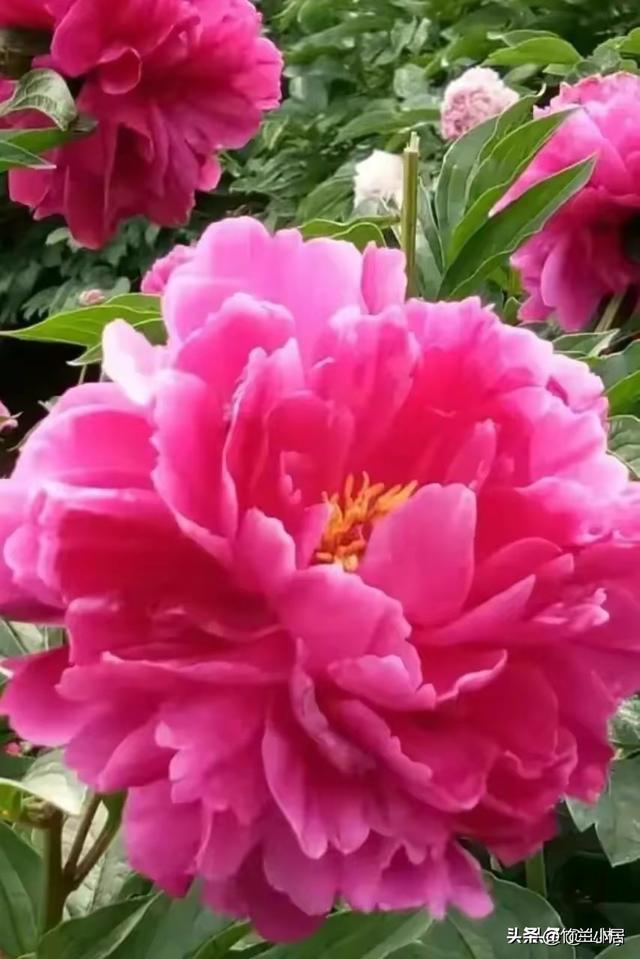 牡丹园里菊花香