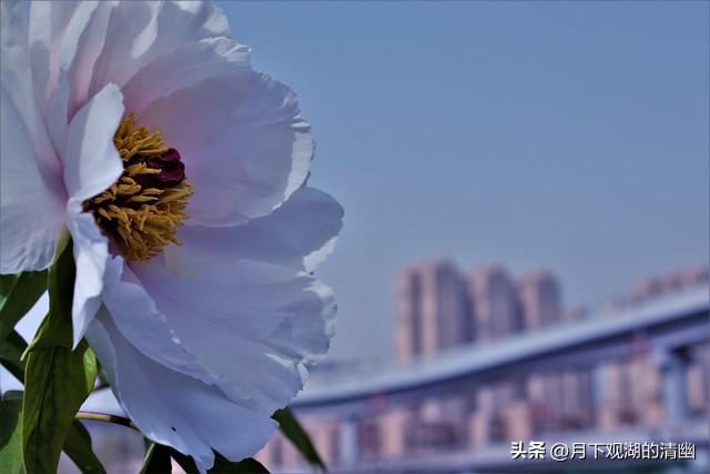 刚从河南洛阳回来，毫不客气地说	，洛阳就是全国郊区城建天花板！
