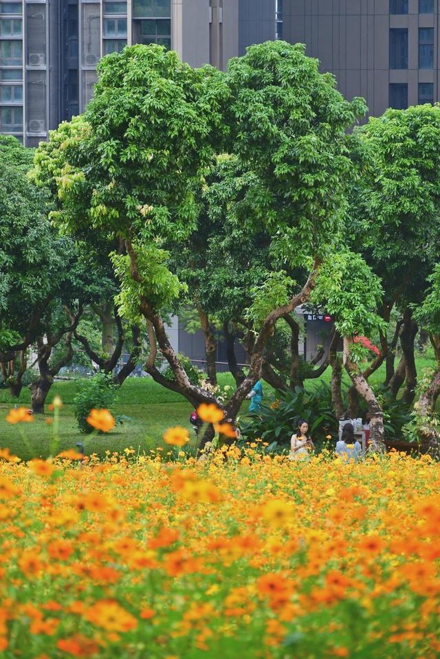 深活指南 | 正值花期！在南山这片金色花海中，找回长假后的松弛感~​