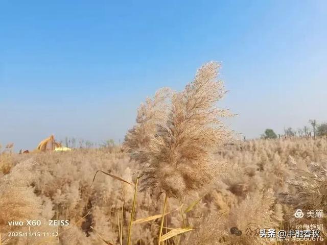 苇风载秋,鹤影映波——河北黄骅南大港湿地的初冬漫游| 申艳娟