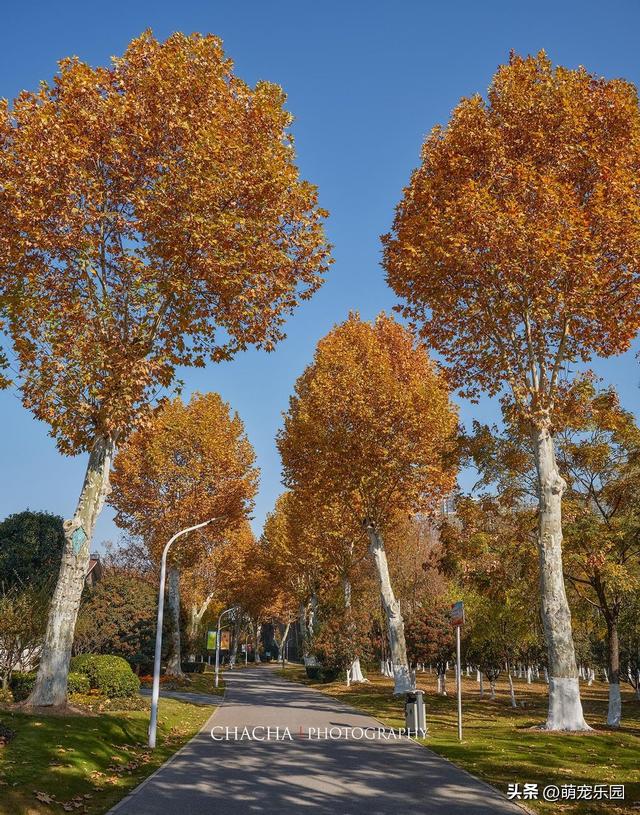 秋风一吹武汉就美成诗，戴家湖公园如水墨画，我脚步慢心也静了