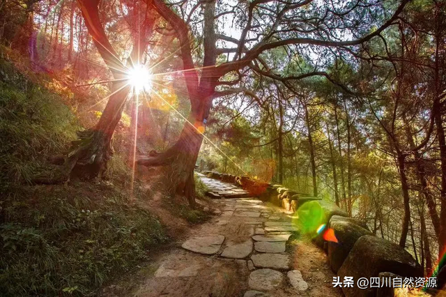 省地调院实景三维赋能文化遗产保护之广元翠云廊的“数字焕新”