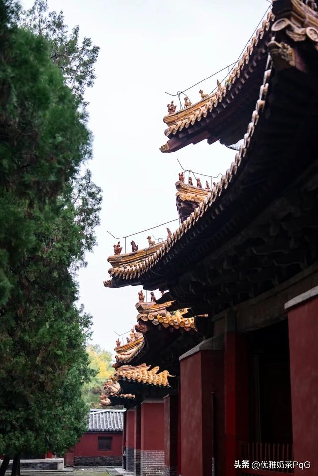 不卷秋景卷冬景！三孔景区的银杏，藏着最治愈的金黄秘境