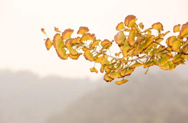 文化中国行 | 小雪：天冷了，给生活上个暖色