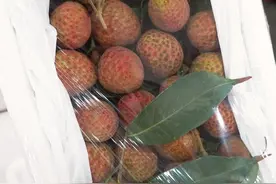 ​荔枝尝鲜季来了，海南特早熟“桂花香”上市图片