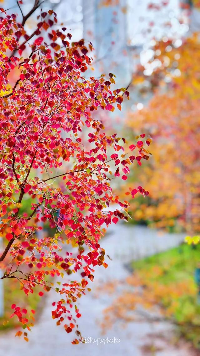 天府大道 乌桕已红透半边天