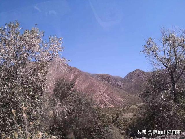 新疆之旅（六）：美丽的巴音那木