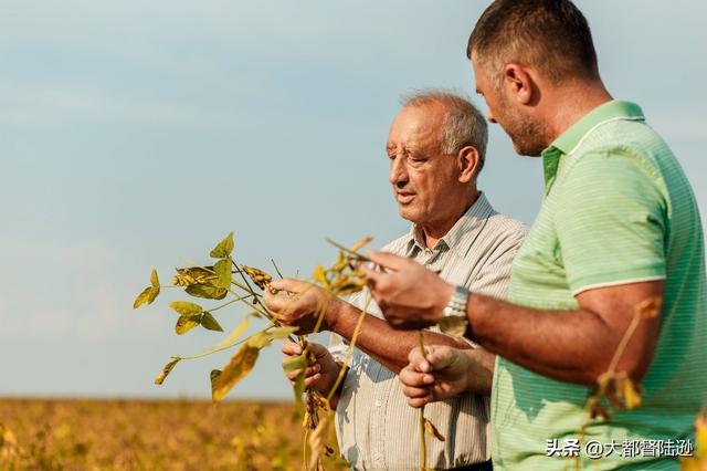 明明卖不出去	，为什么美国大豆不和巴西卷价格？其实是卷了也没用