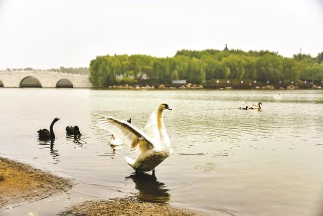 邯郸这里有个“天鹅湖”！