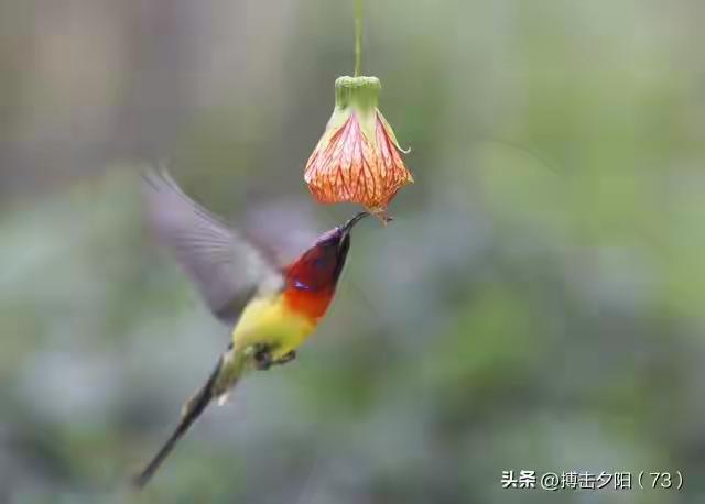 海口人骂海口？生在福中不知福