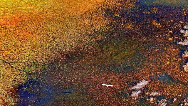 内蒙古杭锦旗：湿地秋景惹人醉
