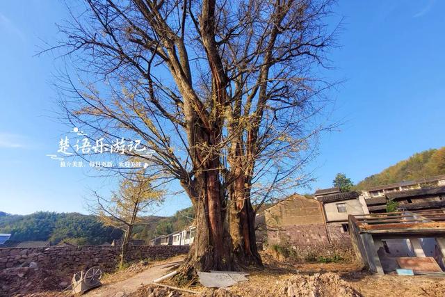 宁波这两棵千年银杏美如诗画，最近的境况却让人大吃一惊，很可惜