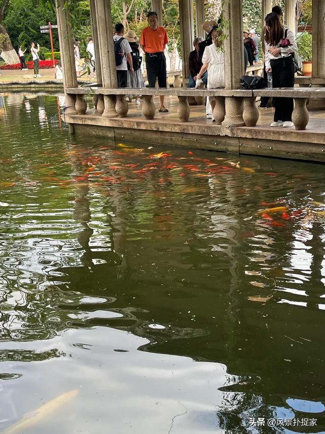昆明翠湖公园，生态绿洲！