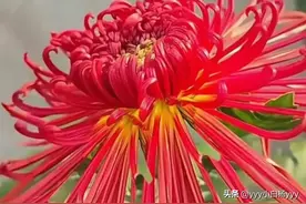美菊鉴赏图片