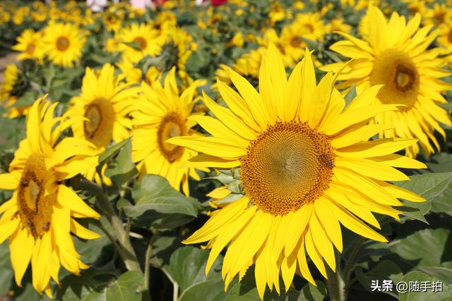 出站即入画，江苏苏州花桥地铁站向日葵花海浪漫触手可及