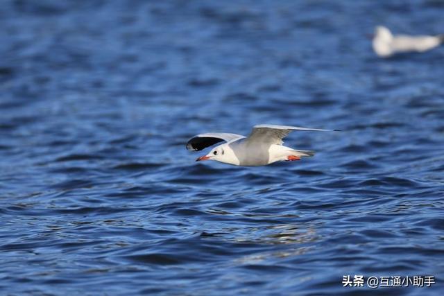 佳能RF200-800mm F6.3-9 IS USM评测！支持800mm焦距的自动对焦镜头