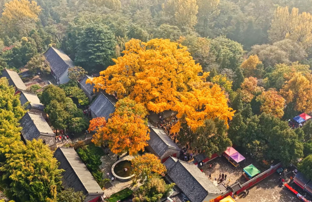 山东低调的4A景区，有棵4000年银杏树，被誉为“天下银杏第一树”