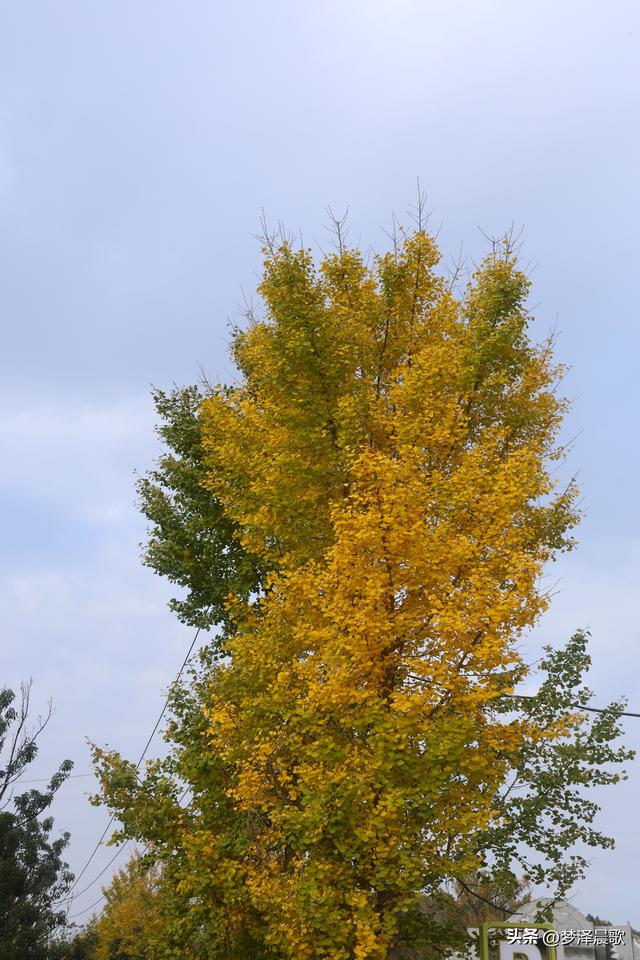 湖北随州，千年银杏谷 自然与人文的诗意交响