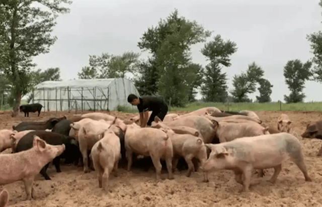 美媒：中国不可怕，可怕的是中国只用10万头猪，就解决了治沙难题