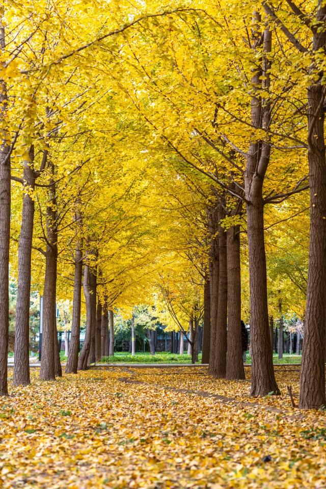 收藏一个秋天，石景山绝美秋色大公开