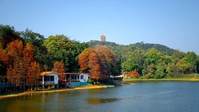 南宁秋日限定美景！红叶、银杏禅意悠，宝藏路线承包你的秋日浪漫