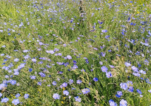 北疆行⑮——环游赛里木湖（下）