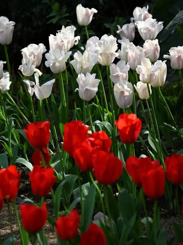 烟火成都丨哇塞！成都的春天也太会开了