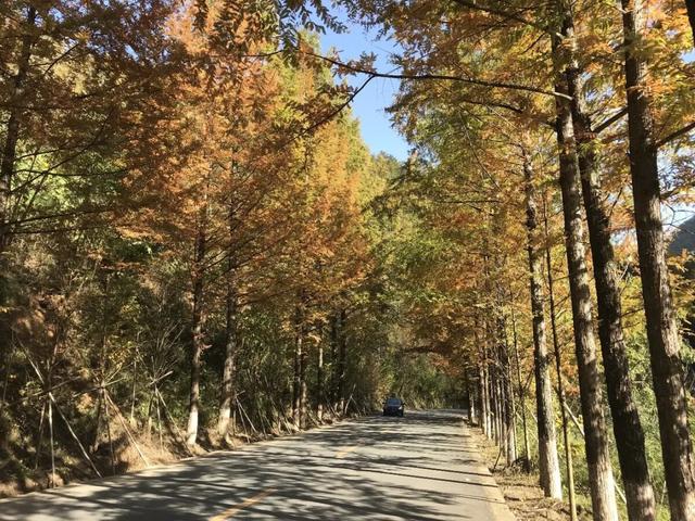 秦岭秋日童话：自驾高江路，邂逅4000年银杏与绝美红叶长廊