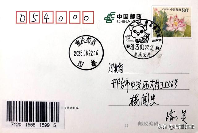 荣昌的熊猫猪