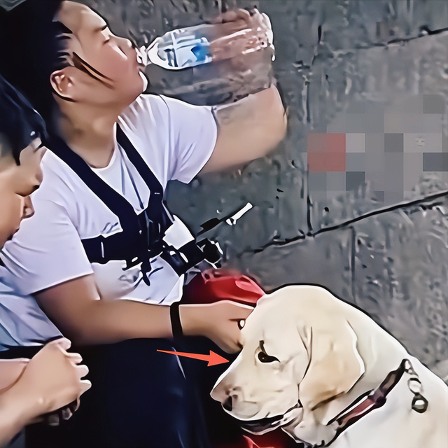 带导盲犬爬泰山夫妻“社会性死亡”！身份目的被扒，结局大快人心