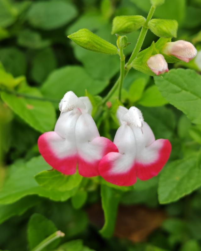 繁花似锦的秋天