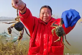 黄河故道螃蟹鲜活“上岸”图片