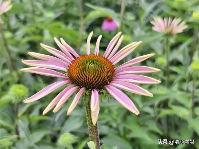 今夏清凉·美哉渭河源