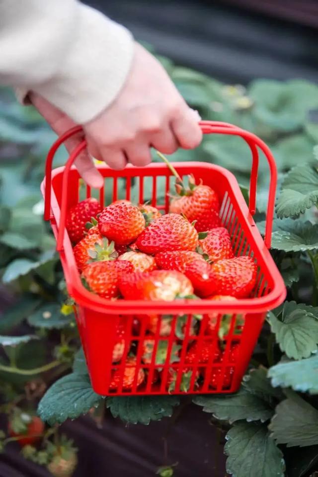 🤩收藏!春节拍大片,就来黄陂『下集』