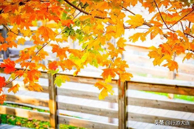 秋色有多惊喜？来白云雁水走一走~