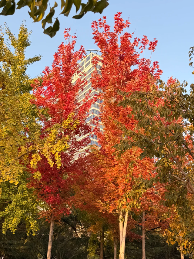 此刻的临沂，把清欢藏进风景里