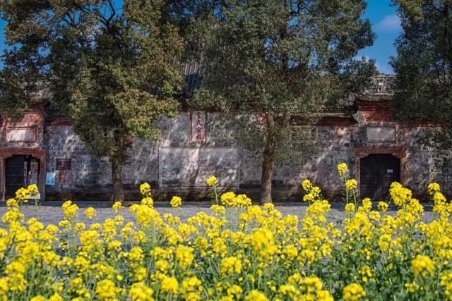 免费打卡！乐山这些地方的油菜花可以约起来啦~