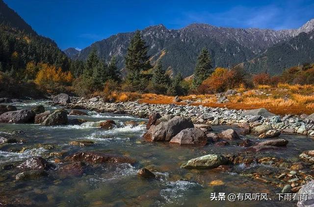 金胡杨卧戈壁，风摇碎满树秋阳
