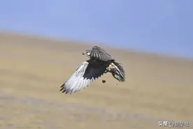 冬日阿尔金山：千山万物栖 秘境昆仑上图片