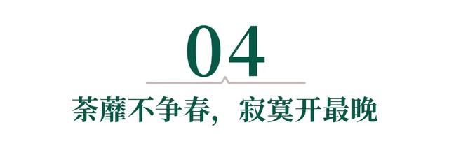 中山现存最古老石桥，在这！你走过了吗？