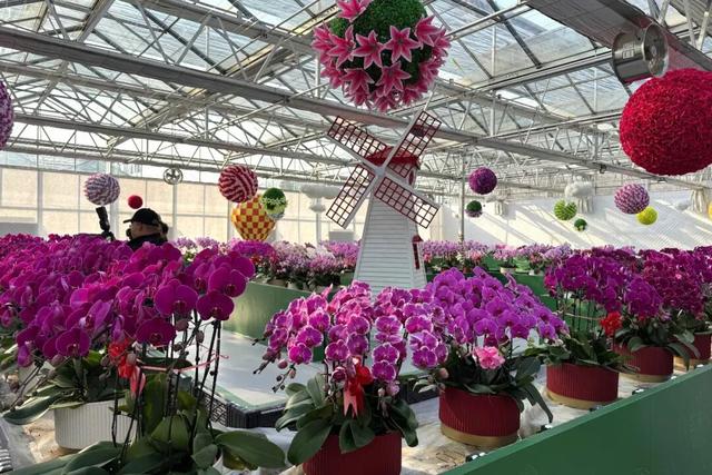 来逛超大冬日花果游园会，2026北京兰花文化嘉年华在昌平开幕 | 动态