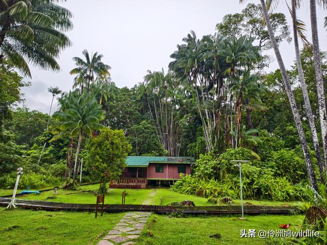 马来西亚(36)砂拉越州⑩峇哥国家公园夜间徒步体验