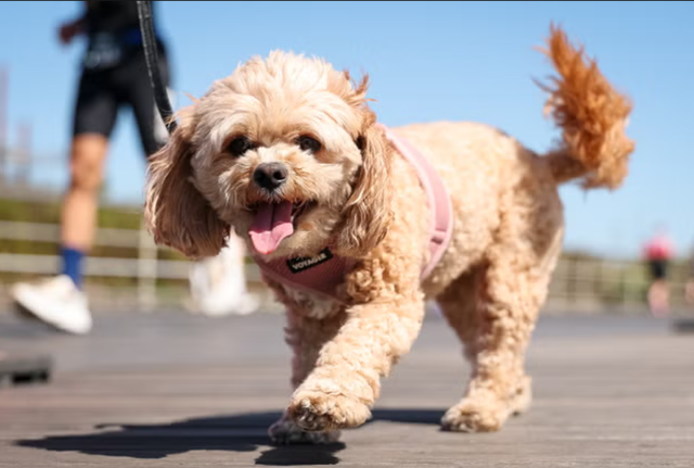 你的狗狗是天才狗吗？研究表明，狗狗可以通过“偷听”学习新词汇
