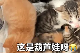 女生喂了一周的猫妈终于放下戒备叼来了自己的崽崽，但事情好像并没那么简单……图片