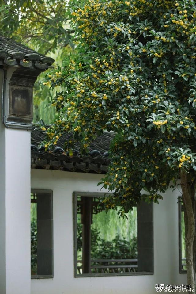 秋日南京，金色相逢