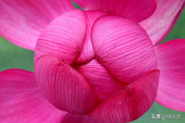上海闵行文化公园水花园荷花进入盛花期，现实版“莫奈花园”