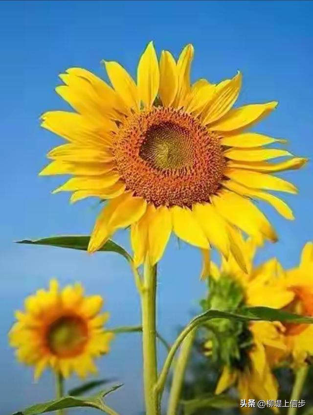 做一株向日葵，只朝向自己喜欢的光