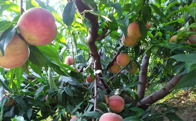 俗语“坟不栽三，宅不栽四”，分别指的是什么？有道理吗